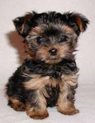 Filhotes de cachorro yorkshire terrier