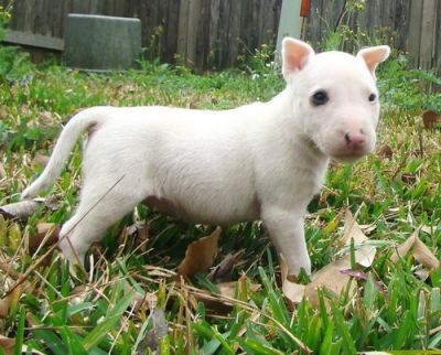 Eu tenho esses quatro filhotes Bull Terrier para dar para adoção