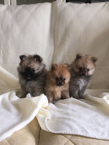 Filhotes de Pomerânia