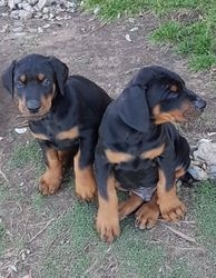 Filhotes de Doberman