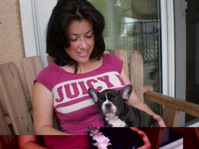 masculino e feminino francês bulldog cachorros para adopção