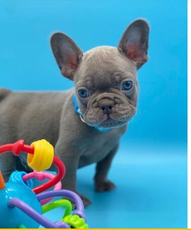 Adorável buldogue francês