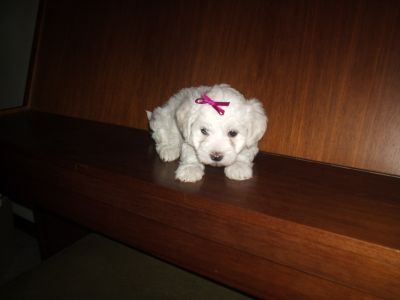 CAES varias raças miniaturas