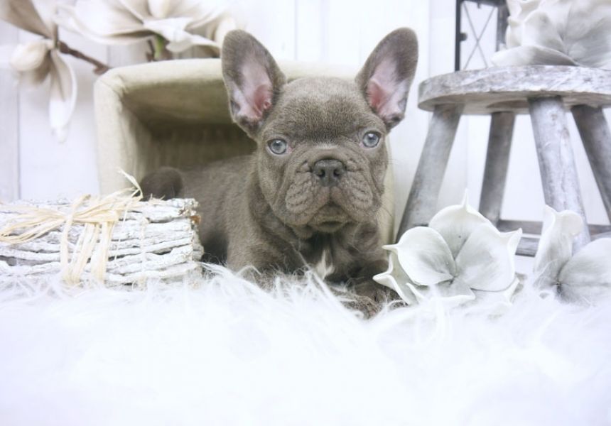 Regalo Bulldog Frances para adopcion