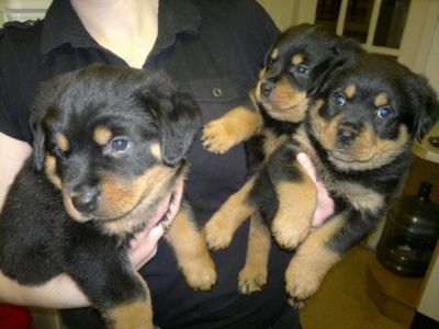 cão Rottweiler simpático