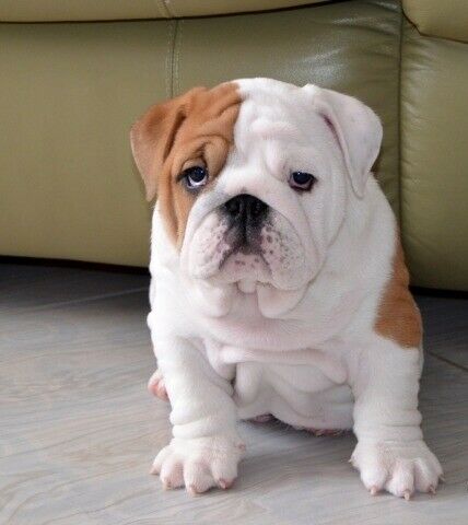 Excelente ninhada de Bulldog Inglês.