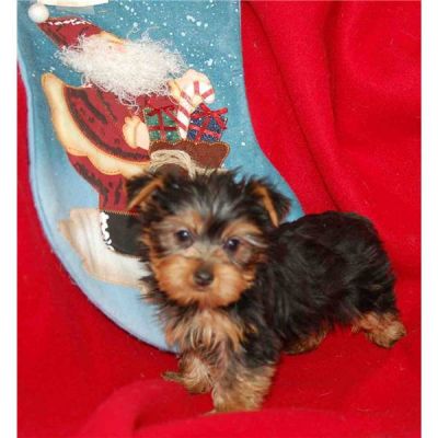 masculino e feminino yorkshire terrier pronta este x-mas