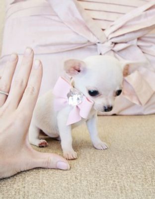 X mas Teacup Chihuahua Princesa Blanca