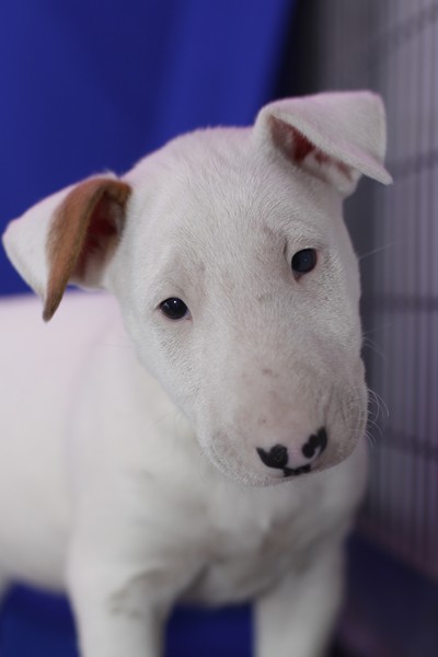 Filhotes bull terrier prontos para adoção, 
