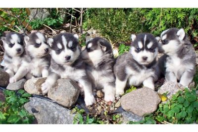 Siberian filhotes para adoção