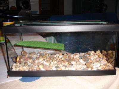 Aquário para tartarugas aquáticas