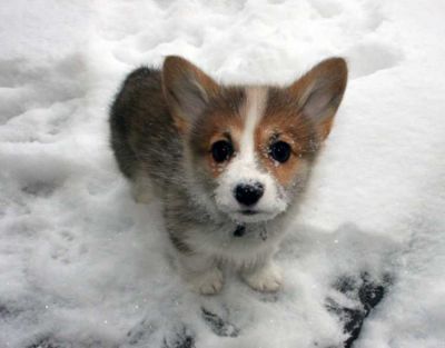 temos dois cachorros para adopção pembrooks