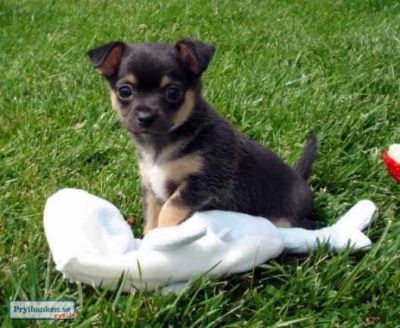 Chihuahua valpar för antagande