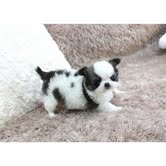 Minúsculos filhotes teacup chihuahuah precisa de um novo lar.