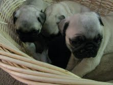 Regalo cachorros pug/carlino para adopcion