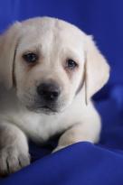 1 macho filhotes labrador retriever bonito e amoroso que procuram uma nova casa