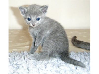 Russo olho azul gatos