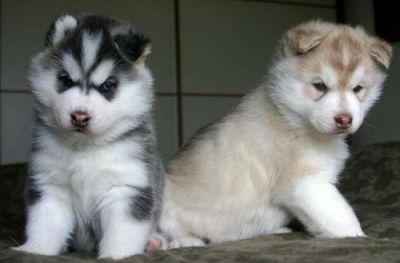 Filhotes Husky Siberiano disponíveis