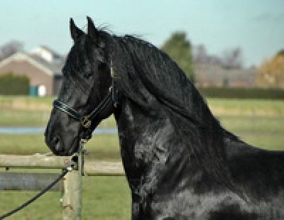  Cavalo Friesian macho para uma casa