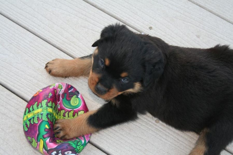 Filhotes rottweiler