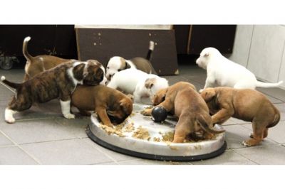 Inglês bulldog filhotes para adoção.