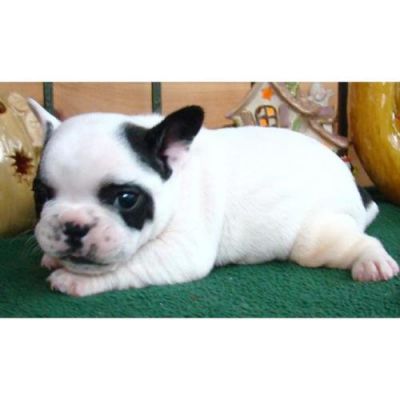Filhotes bulldog francês .... dom