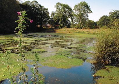 Auxiliares de Geriatria - Gales (m/f)