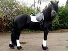 Cavalo Friesian para boas casas