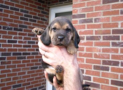 mão bem levantada Filhotes Beagle agora disponível para novas casas