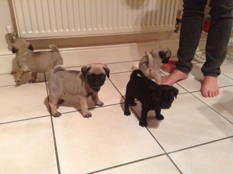 Adoráveis ​​filhotes de pug para adoção