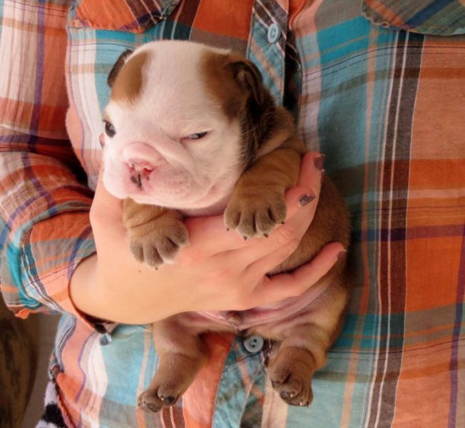 Temos filhotes de Bulldog Inglês 