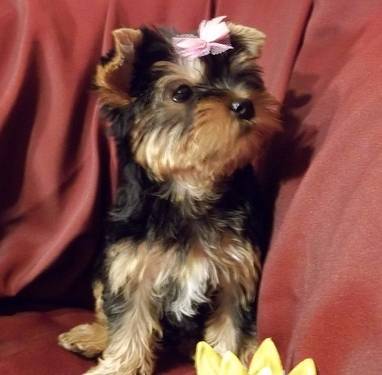 Teacup Yorkie pequeno filhote de cachorro!