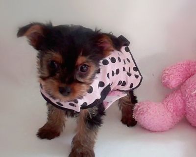 Teacup yorkie cachorro para casa cuidando