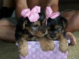 Dois adoráveis ​​filhotes de cachorro yorkshire terrier para adoçã