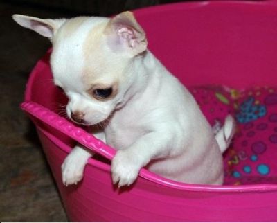 filhotes de Chihuahua disponíveis para adopção