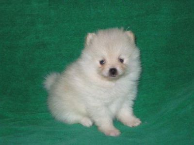  Excelentes filhotes pomeranian