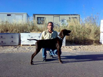 Bracos de Valdeguareña