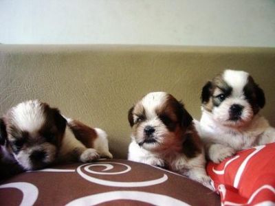 Cães de raça shih-tzu 