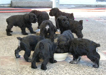 Terranova filhotes para ex-massa do presente.....