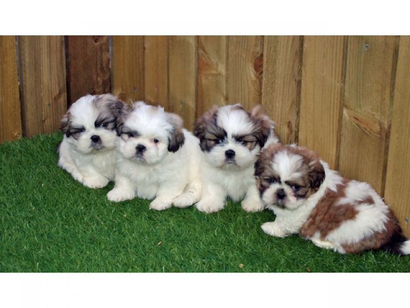Cachorros shih tzu disponíveis SE