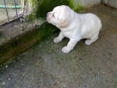 LABRADORES COM PEDIGGRE 
