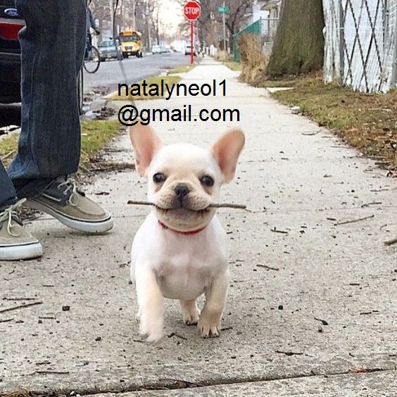 Gratis  sexo e feminino selvagem lindos filhotes de Bulldog Francês mais inteligentes do que um ser 