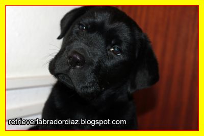 Retriever Labrador, Macho (Videos e Fotos)
