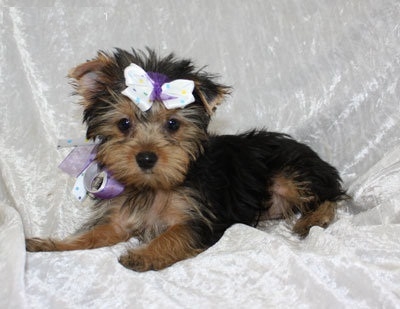 yorkies masculino e feminino para adoção