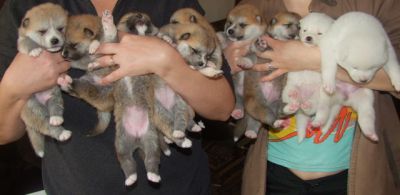 Filhotes Akita Inu para adoção