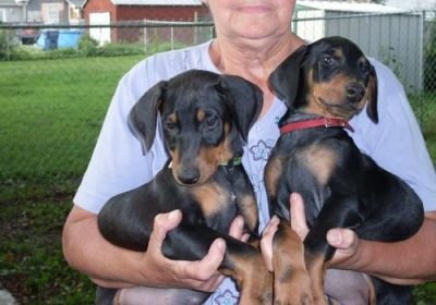 bonitos homens e mulheres adoráveis ​​filhotes de cachorro doberman para adopção