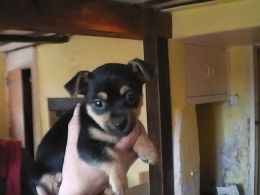 Miniature Jack Russell filhote de cachorro