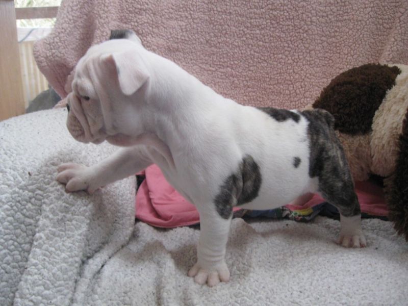 Temos filhotes de Bulldog Inglês 