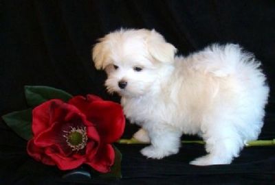 Maltês cachorros  para adopção