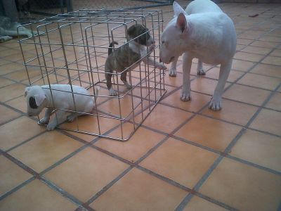Bebês  Bull Terrier lop-pedigree